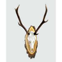 Lesen Skullstore GmbH Bewertungen